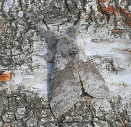 Lasiocampidae